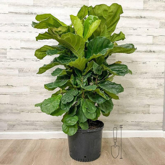 10"/3G Ficus Lyrata Fiddle Leaf Fig Bush