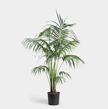 12"/5g Kentia Palm