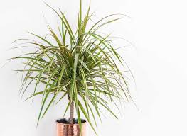 10"/3g Character Marginata/Exotic
