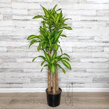 10"/3g Dracaena Mass Cane 4/6'
