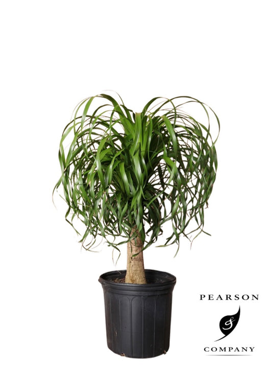 10"/3g Pony Tail Palm